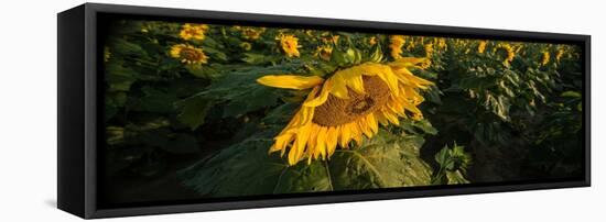 Sunflower Field-Steve Gadomski-Framed Stretched Canvas