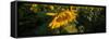 Sunflower Field-Steve Gadomski-Framed Stretched Canvas