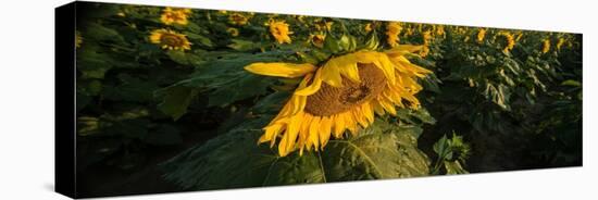 Sunflower Field-Steve Gadomski-Stretched Canvas