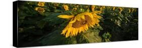 Sunflower Field-Steve Gadomski-Stretched Canvas