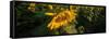 Sunflower Field-Steve Gadomski-Framed Stretched Canvas