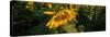 Sunflower Field-Steve Gadomski-Stretched Canvas