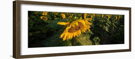 Sunflower Field-Steve Gadomski-Framed Photographic Print