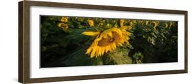 Sunflower Field-Steve Gadomski-Framed Photographic Print