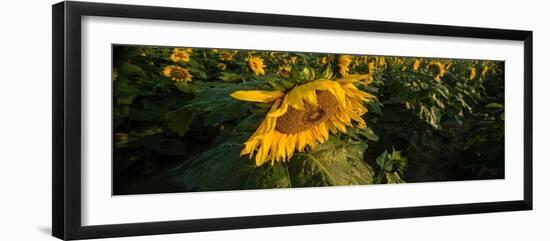 Sunflower Field-Steve Gadomski-Framed Photographic Print