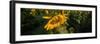 Sunflower Field-Steve Gadomski-Framed Photographic Print