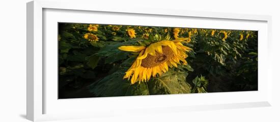 Sunflower Field-Steve Gadomski-Framed Photographic Print