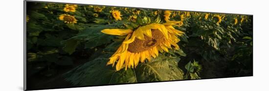 Sunflower Field-Steve Gadomski-Mounted Photographic Print