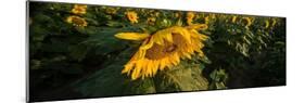 Sunflower Field-Steve Gadomski-Mounted Photographic Print