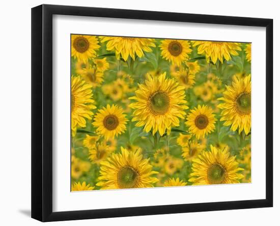 Sunflower Field-Cora Niele-Framed Giclee Print