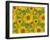 Sunflower Field-Cora Niele-Framed Giclee Print