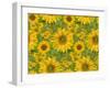 Sunflower Field-Cora Niele-Framed Giclee Print
