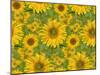 Sunflower Field-Cora Niele-Mounted Giclee Print