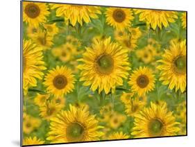 Sunflower Field-Cora Niele-Mounted Giclee Print