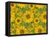 Sunflower Field-Cora Niele-Framed Stretched Canvas