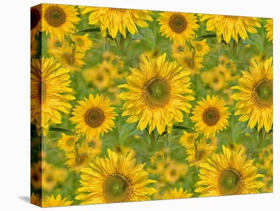 Sunflower Field-Cora Niele-Stretched Canvas