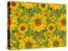 Sunflower Field-Cora Niele-Stretched Canvas