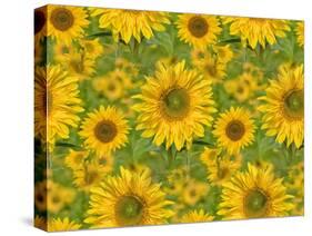 Sunflower Field-Cora Niele-Stretched Canvas