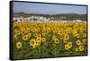 Sunflower Fields near the White Town of Bornos-Julianne Eggers-Framed Stretched Canvas