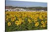 Sunflower Fields near the White Town of Bornos-Julianne Eggers-Stretched Canvas