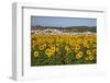 Sunflower Fields near the White Town of Bornos-Julianne Eggers-Framed Photographic Print