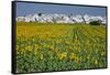 Sunflower Fields near the White Town of Villamartin, Spain-Julianne Eggers-Framed Stretched Canvas