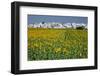 Sunflower Fields near the White Town of Villamartin, Spain-Julianne Eggers-Framed Photographic Print