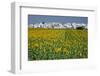 Sunflower Fields near the White Town of Villamartin, Spain-Julianne Eggers-Framed Photographic Print