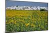 Sunflower Fields near the White Town of Villamartin, Spain-Julianne Eggers-Mounted Photographic Print