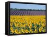 Sunflower Fields, Provence, France-Steve Vidler-Framed Stretched Canvas