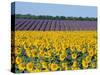 Sunflower Fields, Provence, France-Steve Vidler-Stretched Canvas