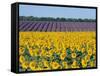 Sunflower Fields, Provence, France-Steve Vidler-Framed Stretched Canvas