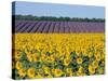 Sunflower Fields, Provence, France-Steve Vidler-Stretched Canvas