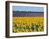 Sunflower Fields, Provence, France-Steve Vidler-Framed Photographic Print