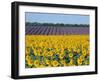 Sunflower Fields, Provence, France-Steve Vidler-Framed Photographic Print