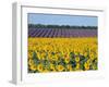 Sunflower Fields, Provence, France-Steve Vidler-Framed Photographic Print