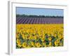 Sunflower Fields, Provence, France-Steve Vidler-Framed Photographic Print