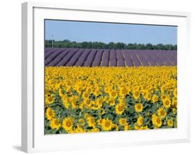 Sunflower Fields, Provence, France-Steve Vidler-Framed Photographic Print