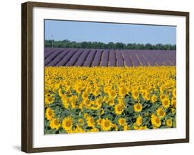 Sunflower Fields, Provence, France-Steve Vidler-Framed Photographic Print