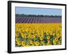 Sunflower Fields, Provence, France-Steve Vidler-Framed Photographic Print