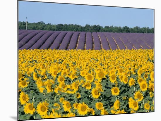 Sunflower Fields, Provence, France-Steve Vidler-Mounted Photographic Print