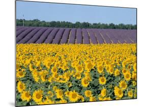 Sunflower Fields, Provence, France-Steve Vidler-Mounted Photographic Print