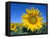 Sunflower Fields, Provence, France-Steve Vidler-Framed Stretched Canvas