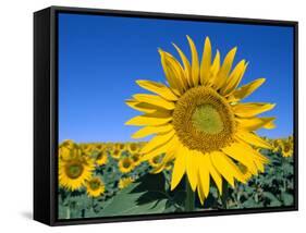 Sunflower Fields, Provence, France-Steve Vidler-Framed Stretched Canvas