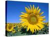Sunflower Fields, Provence, France-Steve Vidler-Stretched Canvas