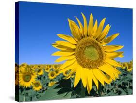 Sunflower Fields, Provence, France-Steve Vidler-Stretched Canvas