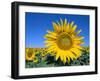 Sunflower Fields, Provence, France-Steve Vidler-Framed Photographic Print