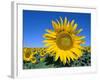 Sunflower Fields, Provence, France-Steve Vidler-Framed Photographic Print