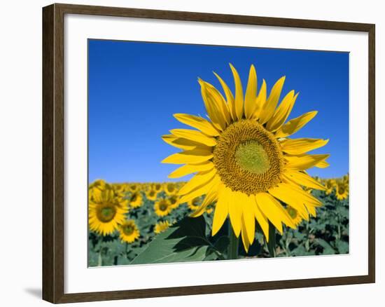 Sunflower Fields, Provence, France-Steve Vidler-Framed Photographic Print