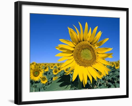 Sunflower Fields, Provence, France-Steve Vidler-Framed Photographic Print